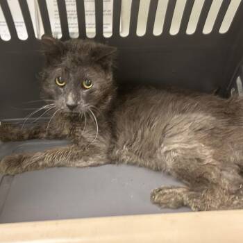 71494 -  Domestic Short Hair Cat for Adoption in Harrisonburg, Virginia - 71494 | PetCurious