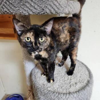 Domestic Short Hair Cats Available for Adoption - Etta | PetCurious
