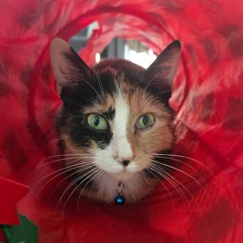 Domestic Short Hair Cats Available for Adoption in Union, Missouri - Falafel LR6 | PetCurious