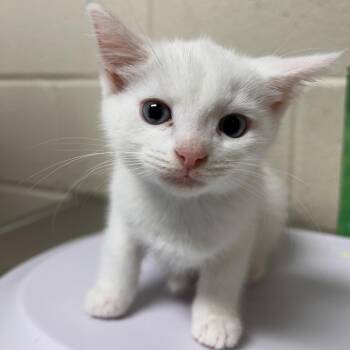 Stray - Burlington Rd 1 -  Domestic Short Hair Cat for Adoption in Roxboro, North Carolina - Stray - Burlington Rd 1 | PetCurious