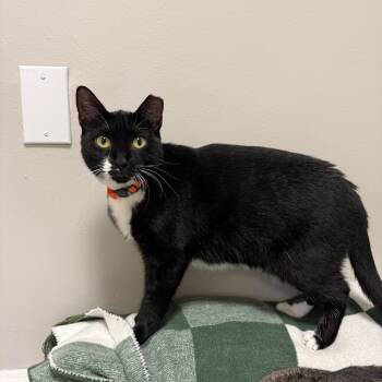 Athena -  Domestic Short Hair Cat for Adoption in Freeport, New York - Athena | PetCurious
