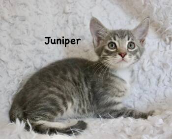 Tabby Cats Available for Adoption in St. Augustine, Florida - Juniper | PetCurious