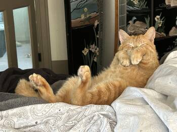 Jimmy -  Domestic Short Hair Cat Available for Adoption in Lemoyne, Pennsylvania - Jimmy | PetCurious