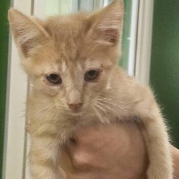 SEURAT -  Domestic Short Hair Cat for Adoption in Kyle, Texas - SEURAT | PetCurious