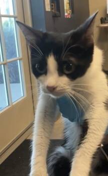 SERRA -  Domestic Short Hair Cat for Adoption in San Antonio, Texas - SERRA | PetCurious