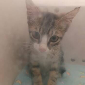 Secret Agent -  Domestic Short Hair Cat for Adoption in Columbus, Georgia - Secret Agent | PetCurious