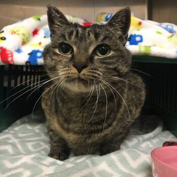 Rescue Domestic Short Hair Cats for Adoption in Middlebury, Vermont - Cyprus | PetCurious