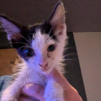 Ziggy -  Domestic Medium Hair Cat for Adoption in Jefferson City, Tennessee - Ziggy | PetCurious