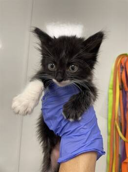 Rescue Domestic Short Hair Cats for Adoption in Ontario, California - NEEDS A FOSTER | PetCurious