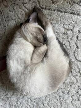 Zelda -  Siamese and Domestic Short Hair Cat for Adoption in Fort Worth, Texas - Zelda | PetCurious