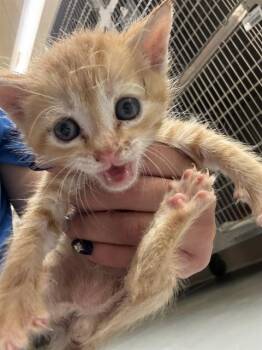 HOBBES -  Domestic Short Hair Cat for Adoption in Conroe, Texas - HOBBES | PetCurious