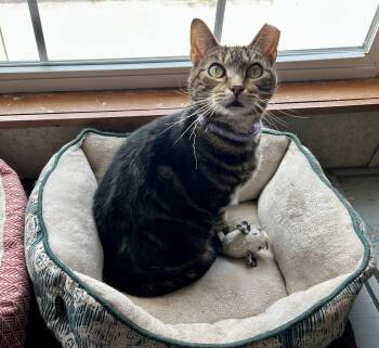 Rescue Domestic Short Hair Cats for Adoption in Peru, Illinois - Freebie | PetCurious