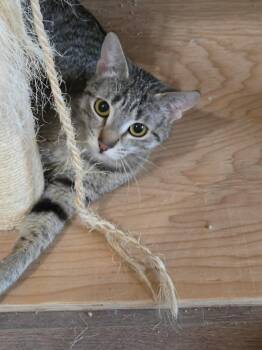 Domestic Short Hair Cats Available for Adoption in Tehachapi, California - Apple Jax | PetCurious