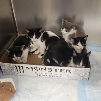 70s Rock Band_2_3 -  Domestic Short Hair Cat for Adoption in Westminster, California - 70s Rock Band_2_3 | PetCurious