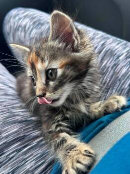 Buttons -  Domestic Long Hair Cat for Adoption in Randolph, Alabama - Buttons | PetCurious