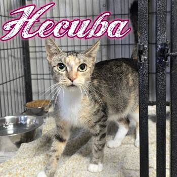Hecuba -  Domestic Short Hair Cat for Adoption in Hillsboro, Ohio - Hecuba | PetCurious