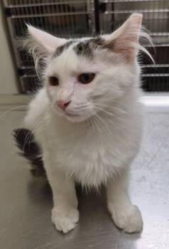 Cruella -  Domestic Long Hair Cat for Adoption in Christiansburg, Virginia - Cruella | PetCurious
