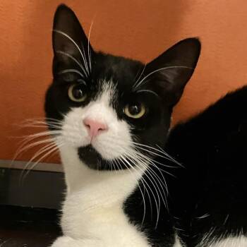 Domestic Short Hair Cats Available for Adoption in Briarcliff Manor, New York - Keenan | PetCurious