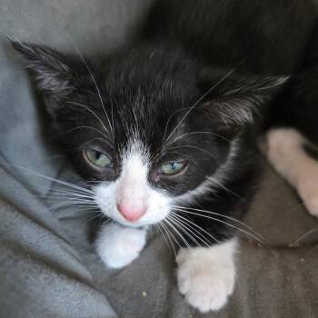 Domestic Short Hair Cats Available for Adoption in Madisonville, Tennessee - Sprite | PetCurious