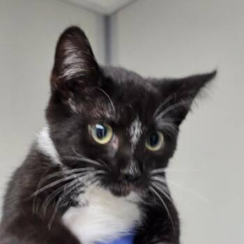 Violet -  Domestic Short Hair Cat for Adoption in Concord, North Carolina - Violet | PetCurious