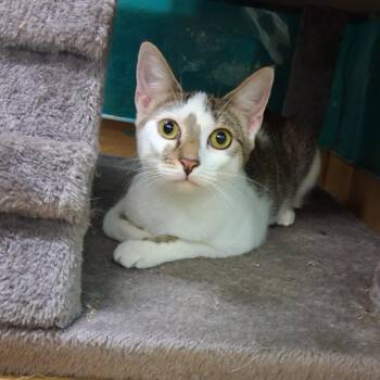 Daria -  Domestic Short Hair Cat for Adoption in Hudson, New York - Daria | PetCurious