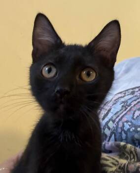Saturday -  Domestic Short Hair Cat for Adoption in Powder Springs, Georgia - Saturday | PetCurious