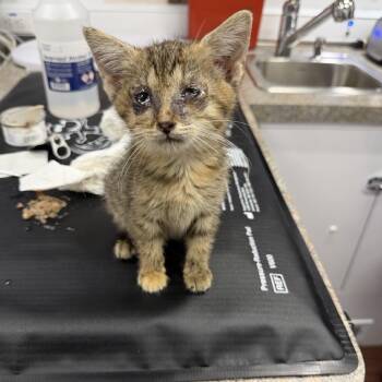 Spork -  American Shorthair and Domestic Short Hair Cat for Adoption in Spring Hill, Kansas - Spork | PetCurious