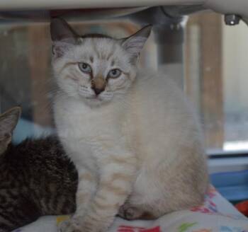 BAILEY -  Domestic Short Hair Cat for Adoption in Sarasota, Florida - BAILEY | PetCurious