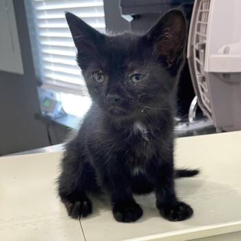 Domestic Short Hair Cats Available for Adoption in Livingston, Texas - Cinder | PetCurious