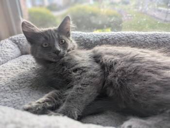 Rescue Domestic Long Hair Cats for Adoption in Union Gap, Washington - Umami | PetCurious