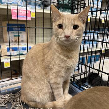 Domestic Short Hair Cats Available for Adoption - Butters | PetCurious