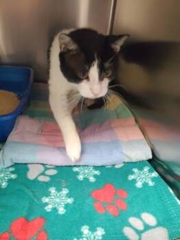Luigi -  Domestic Short Hair Cat for Adoption in Fort Worth, Texas - Luigi | PetCurious