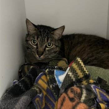 Purrecious -  Domestic Short Hair Cat for Adoption in Kanab, Utah - Purrecious | PetCurious