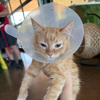 Sansa -  Domestic Medium Hair Cat for Adoption in Leander, Texas - Sansa | PetCurious