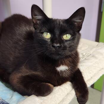 Starfish -  Domestic Short Hair Cat for Adoption in Marshfield, Wisconsin - Starfish | PetCurious