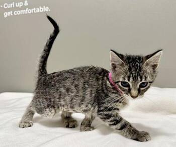 WALNUT -  Domestic Short Hair Cat for Adoption in Brentwood, Missouri - WALNUT | PetCurious