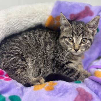 Alexandra -  Domestic Short Hair Cat for Adoption in Marshalltown, Iowa - Alexandra | PetCurious