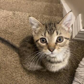 Quincy -  American Shorthair Cat for Adoption in Pittsburg, Kansas - Quincy | PetCurious