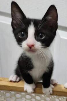 93598A Batman-Petco West Ashley -  Domestic Short Hair Cat for Adoption in North Charleston, South Carolina - 93598A Batman-Petco West Ashley | PetCurious