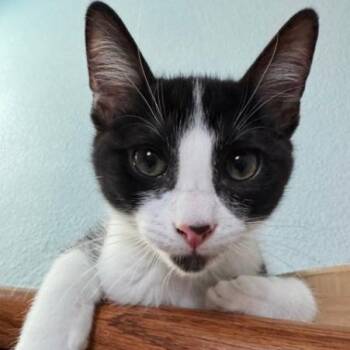 Archie -  Domestic Short Hair and Tuxedo Cat for Adoption in Sacramento, California - Archie | PetCurious
