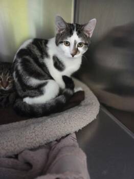 Cosmo Shewman -  Domestic Short Hair Cat for Adoption in Stowe, Pennsylvania - Cosmo Shewman | PetCurious