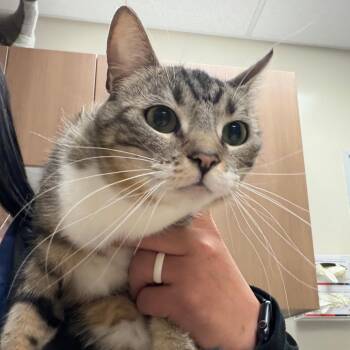 Clover -  Domestic Short Hair Cat for Adoption in Reno, Nevada - Clover | PetCurious
