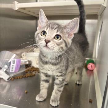 Miranda -  Domestic Short Hair Cat for Adoption in Clavet, Saskatchewan - Miranda | PetCurious