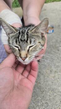 The cutest Stray -  Tabby Cat for Adoption in Richland, Michigan - The Cutest Stray | PetCurious