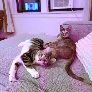 Domestic Short Hair Cats Available for Adoption - Frenchie & Partridge  | PetCurious