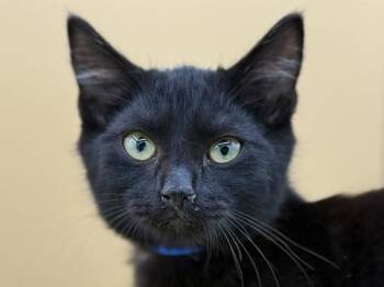 Stanley -  Domestic Short Hair Cat for Adoption in Portland, Oregon - Stanley | PetCurious