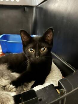 Miney -  Domestic Short Hair Cat for Adoption in Chambersburg, Pennsylvania - Miney | PetCurious