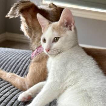 Larry -  Domestic Short Hair Cat for Adoption in Houston, Texas - Larry | PetCurious