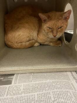 Domestic Short Hair Cats Available for Adoption - A042835 | PetCurious