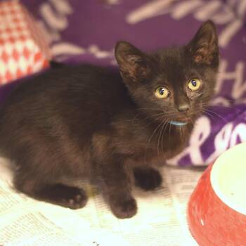 Barney -  Domestic Short Hair Cat for Adoption in Belleville, Illinois - Barney | PetCurious